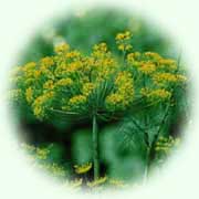 Anethum graveolens