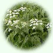 Anthriscus sylvestris L.