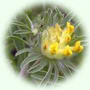 Anthyllis vulneraria L.