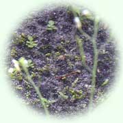 Arabidopsis thaliana L.