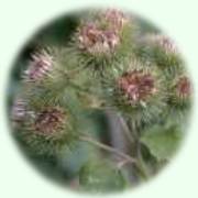 Arctium lappa L.