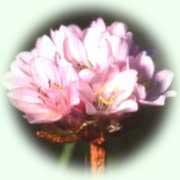 Armeria maritima