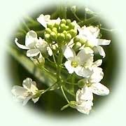 Armoracia rusticana L.