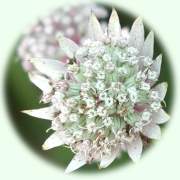 Astrantia major