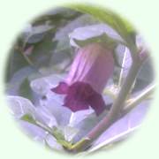 Atropa bella-donna L.