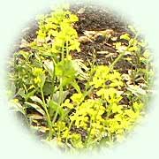 Barbarea vulgaris L.