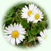 Bellis perennis L.