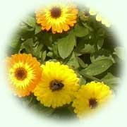 Calendula officinalis
