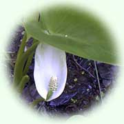 Calla palustris