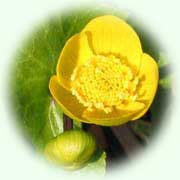 Caltha palustris
