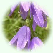 Campanula rapunculoides L.