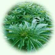 Cannabis sativa L.