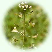 Capsella bursa-pastoris L.