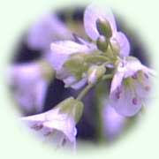 Cardamine amara