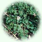 Cardamine hirsuta L.