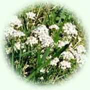 Cardamine pratensis L.