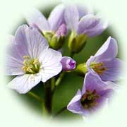 Cardamine pratensis L.