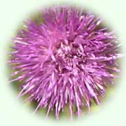 Carduus defloratus L.