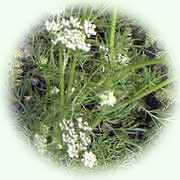 Carum carvi L.