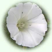 Catystegia sepium L.