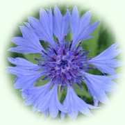 Centaurea cyanus