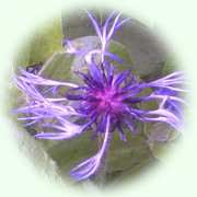 Centaurea montana