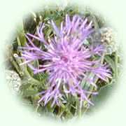 Centaurea scabiosa