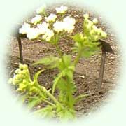 Chaerophyllum temulum L.