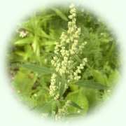 Chenopodium album