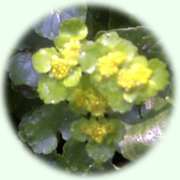 Chrysosplenium alternifolium