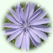 Cichorium intybus L.