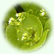 Claytonia perfoliata L.