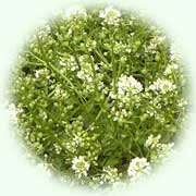 Cochlearia officinalis L.