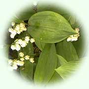 Convallaria majalis L.