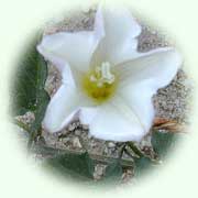 Convolvulus arvensis L.