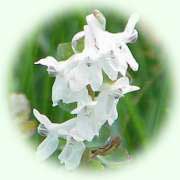 Corydalis cava
