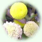 Cotula coronopifolia