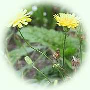 Crepis capillaris