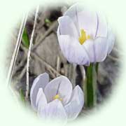 Crocus albiflorus L.