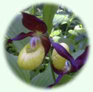 Cypripedium calceolus L.