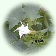 Datura stramonium
