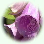 Digitalis purpurea