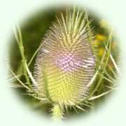 Dipsacus fullonum