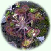 Drosera rotundifolia L.