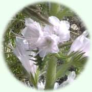 Echium vulgare L.