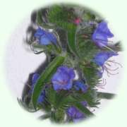Echium vulgare L.