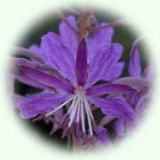 Epilobium angustifolium