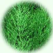 Equisetum arvense