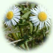 Erigeron annuus L.