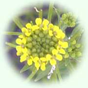 Erysimum cheiranthoides